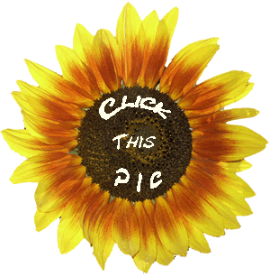 Sonnenblume-Click-this-Pic
